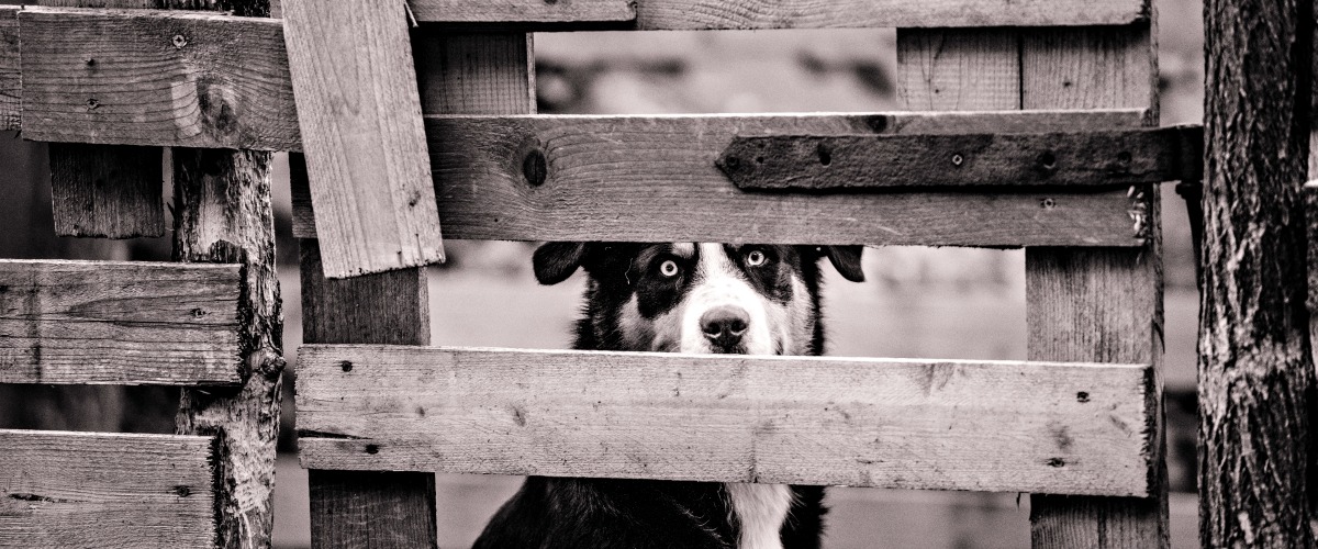 Lost and found pup
